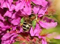 10 kattenstaartdikpootbij Melitta nigricans f Stalberg De Hamert_resize
